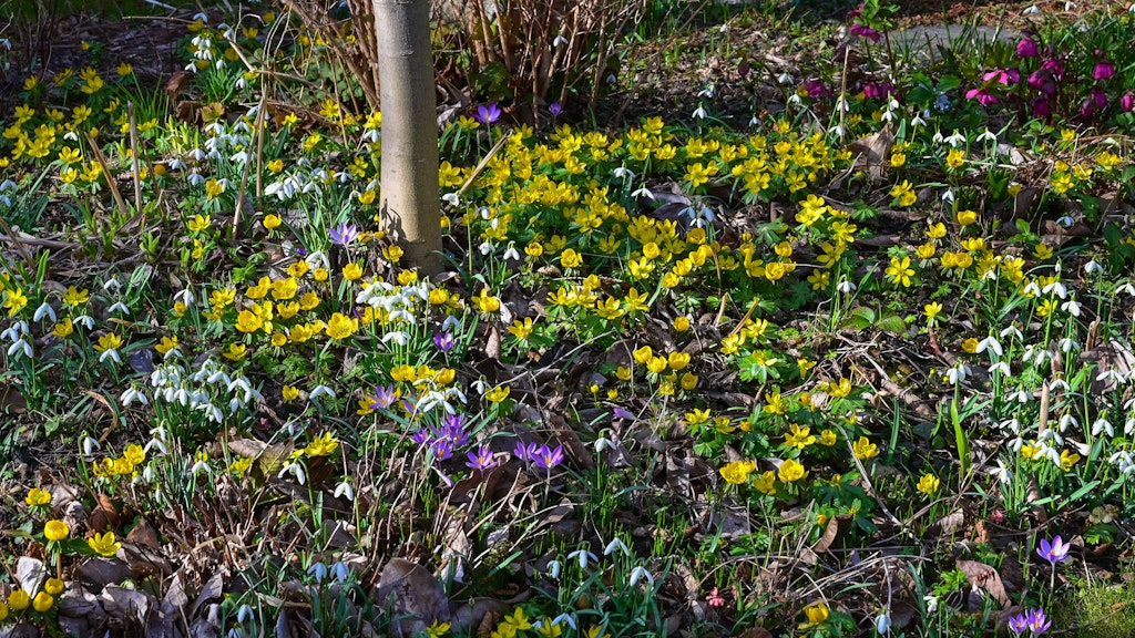 Im Garten von Hagen Engelmann wachsen Frühjahrsblüher wie Schneeglöckchen, Winterlinge und Krokusse.