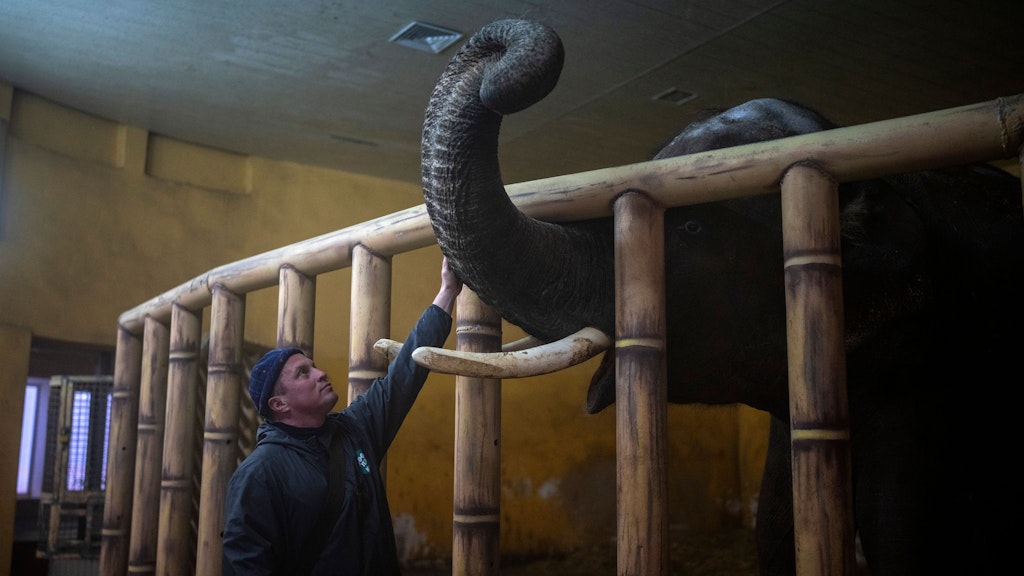 Tierpfleger Kirilo Trantin beruhigt einen Elefanten im Kiewer Zoo