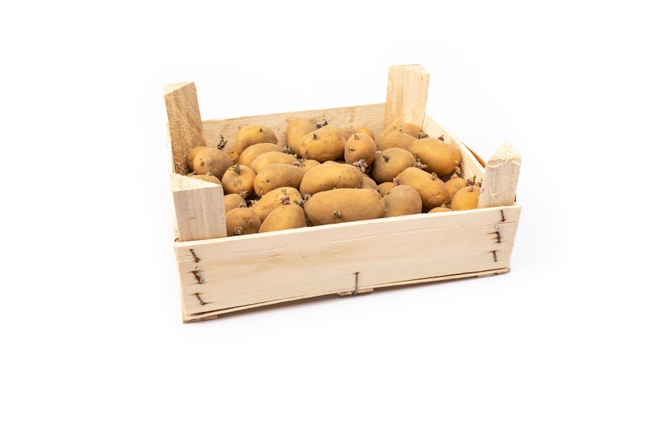 Kann man Kartoffeln mit Trieben noch essen? Wie lässt sich das Keimen der Knolle verhindern?