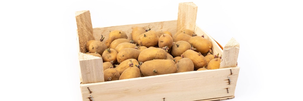 Ob man Kartoffeln mit Keimen noch essen kann, hängt von der Länge der Triebe ab.