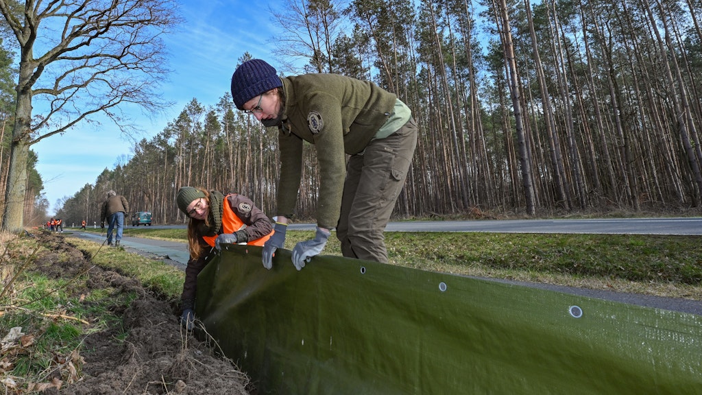 Frösche, Molche und ihre Artgenossen sind nicht mehr selbstverständlich in Brandenburg zu finden. Die Dürrejahre haben ihre Zahl drastisch sinken lassen.