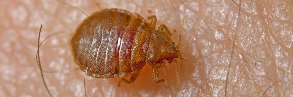 Bettwanzen sind rund fünf Millimeter groß - und fallen oft erst nach den ersten Bissen auf.