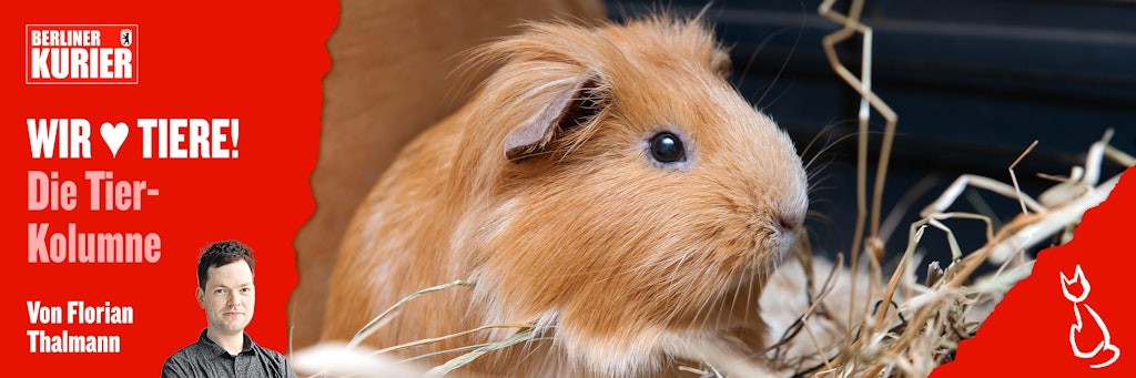 In Leipzig nutzte ein gewalttätiger Mann ein Meerschweinchen als Wurfgeschoss. Wer kommt auf solche furchtbaren Ideen?