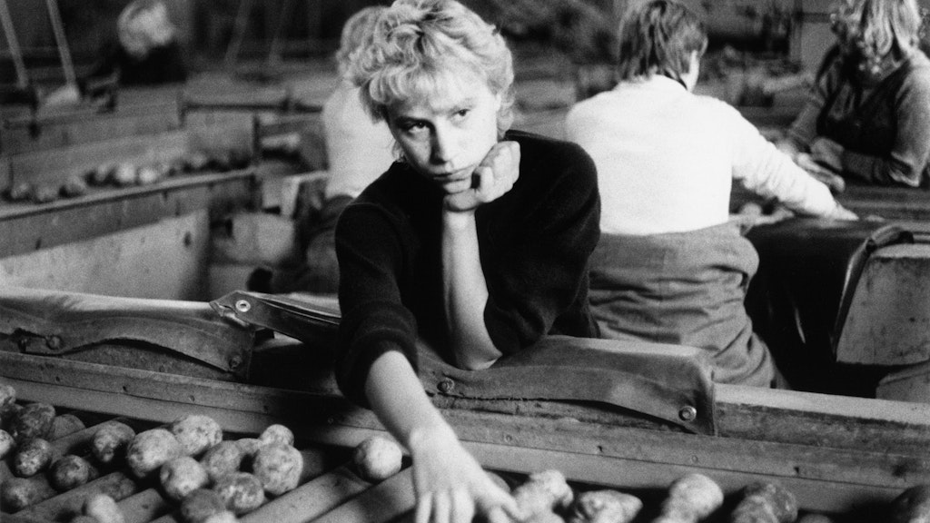 LPG 'Aufbau', Beerfelde, in Brandenburg: 1987 - eine junge Frau an einem Rollenverlesetisch.