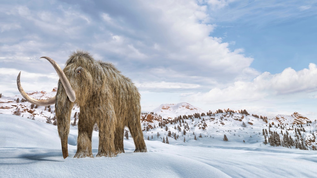 Die Illustration eines Mammuts. Die Tiere sind vor fast 4000 Jahren ausgestorben.