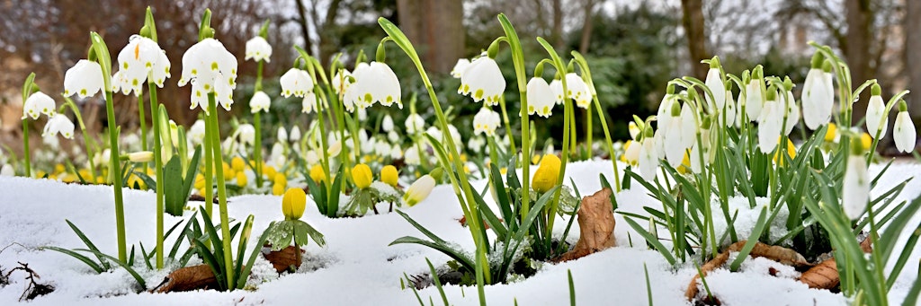 Die Frühblüher sprießen - aber kommt der Winter noch einmal zurück? Das Wetter ist schließlich immer für Überraschungen gut...