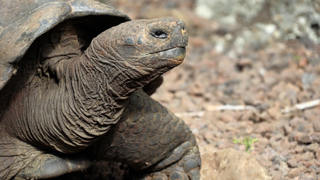 Eine Riesenschildkröte auf den Galapagos-Inseln.