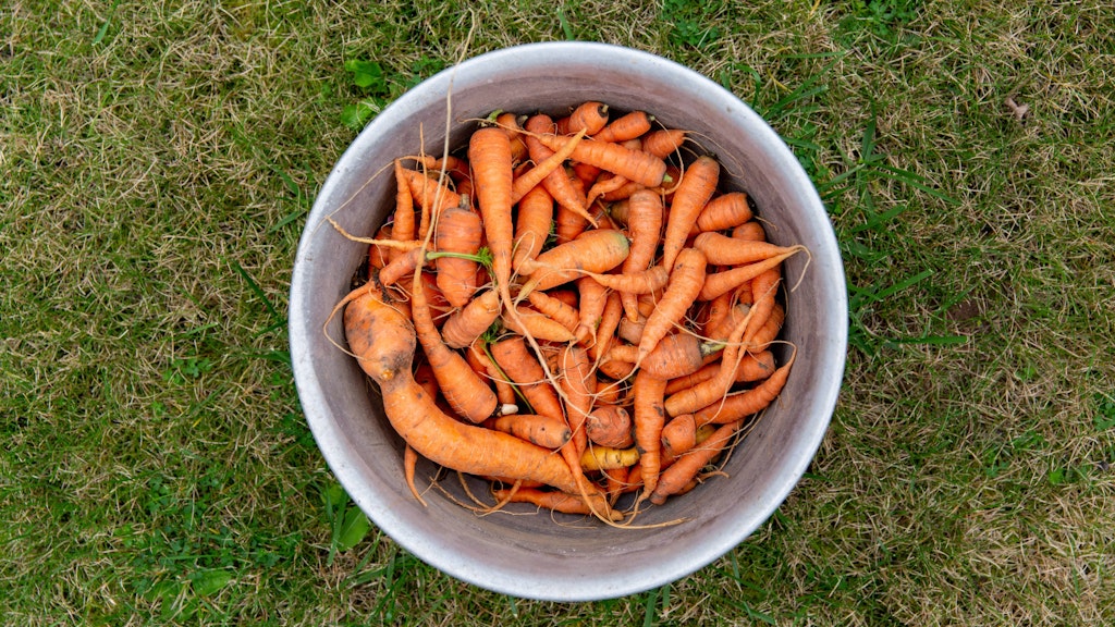 So genormt wie im Supermarkt sehen die Karotten aus dem Garten oder vom Biohof oft nicht aus. Schmecken tun sie trotzdem.