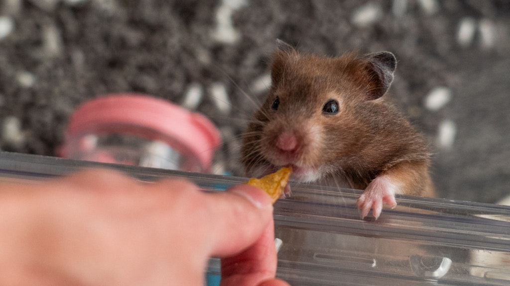 Hamster sind beliebte Haustiere, wollen aber nicht gern gestreichelt werden.