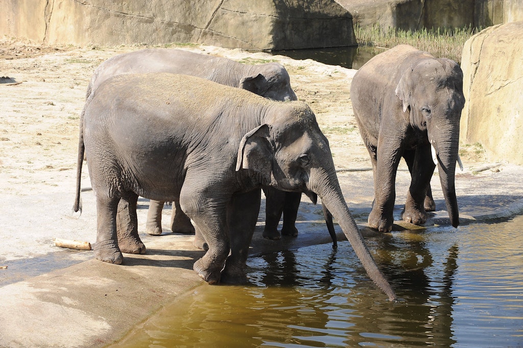 Elefanten im Kölner Zoo: Nach einer Auseinandersetzung muss einer der Vierbeiner eingeschläfert werden.