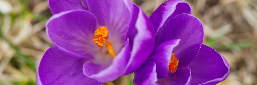Frühling im Anmarsch. In der nächsten Woche sind bis zu 20 Grad drin.