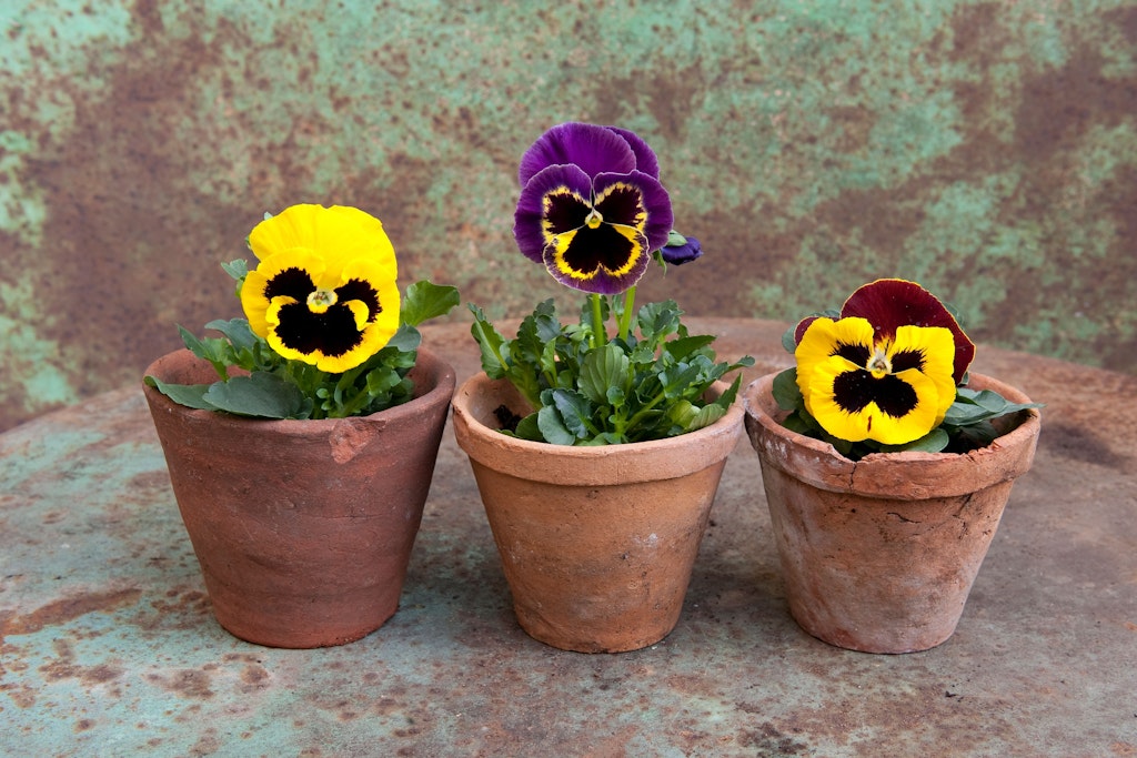 Mit den ersten warmen Sonnenstrahlen blühen bunte Stiefmütterchen auf Balkonen und in Gärten.