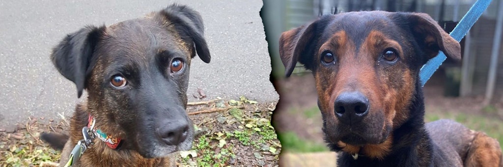 Momo (links) und Max warten im Tierheim Dellbrück in Köln auf ein neues Zuhause.
