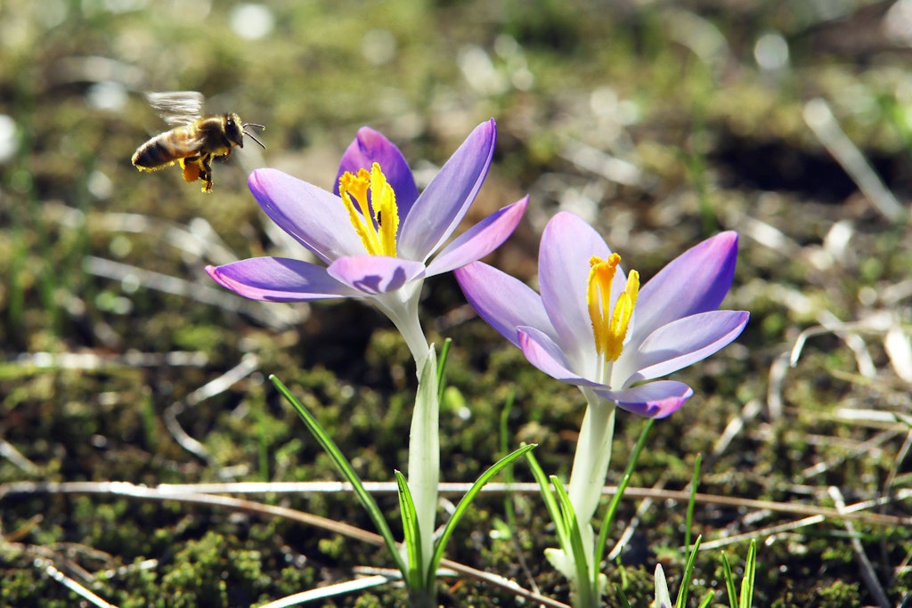 Überall blühen die Krokusse - und das aktuelle Wetter scheint frühlingshaft zu bleiben, sagt Meteorologe Dominik Jung.
