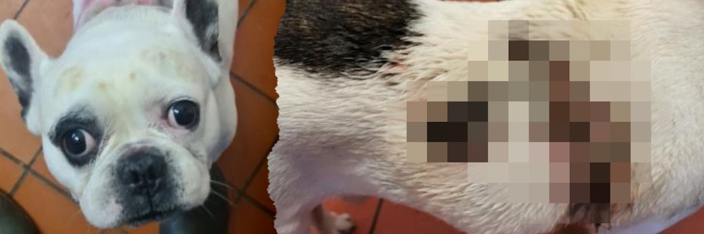 Bulldogge Bruce wurde mit schweren Verbrennungen am Körper gefunden.