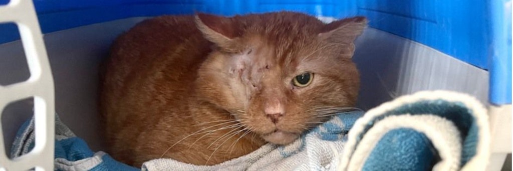Dieser Kater wurde in der Siegfriedstraße in Lichtenberg gefunden - nun werden die Besitzer gesucht.