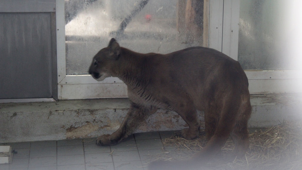 Der „Penelope“ getaufte Puma musste lange beruhigt werden.
