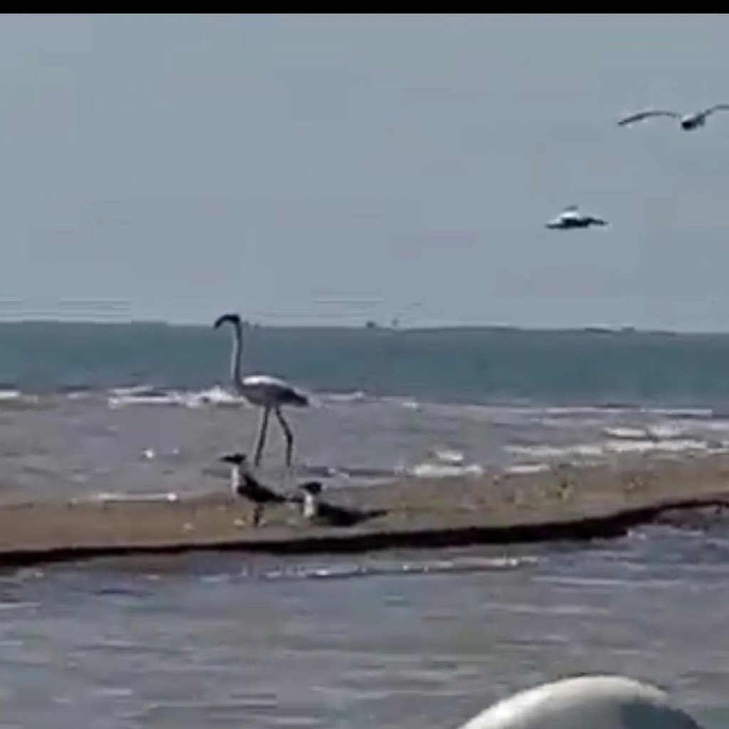 Mit diesem Foto wurde der ausgebüxte Flamingo identifiziert.