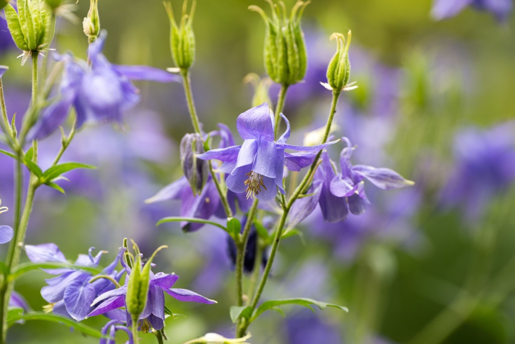 Akeleien bilden dünne, elegante Triebe mit Blüten, die oft nach unten zeigen.