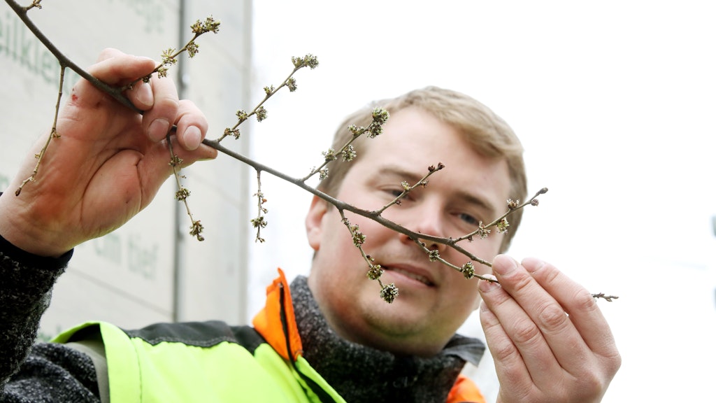 Damit die Knospen aufbrechen können, braucht es genug Wasser im Frühling.
