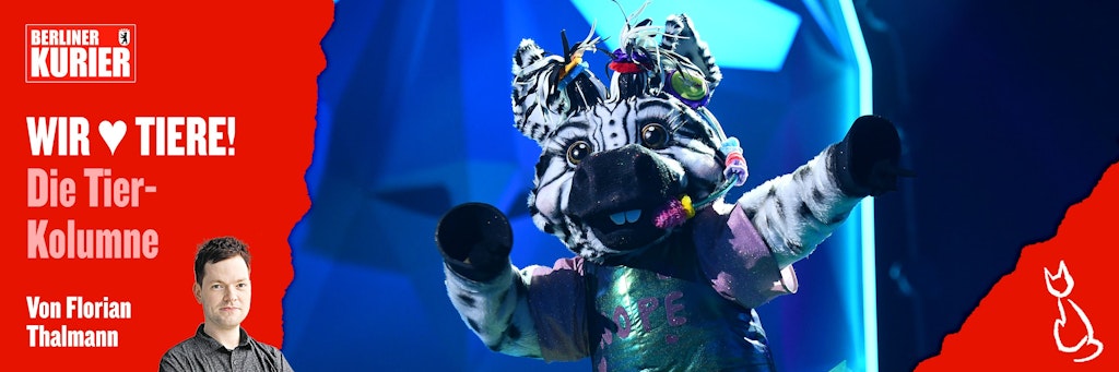 Bei The Masked Singer steht ein Zebra auf der Bühne, das mit Punkten verziert ist.