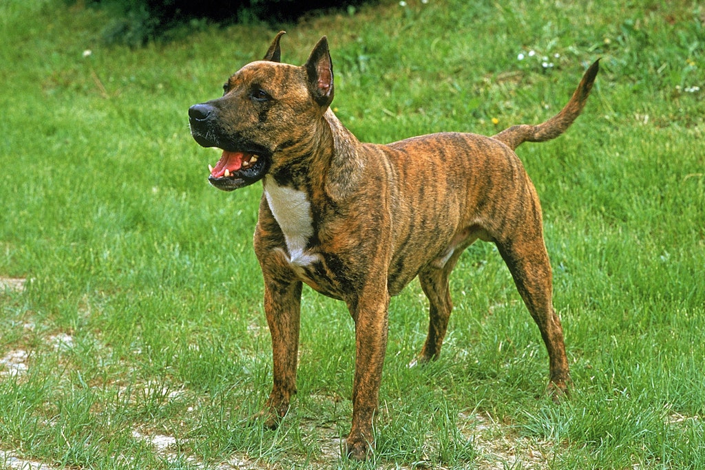 Ein American Staffortshire Terrier (Symbolfoto). In Leipzig sorgte jetzt ein ähnlicher Hund mit einem besonderen Namen für Furore.
