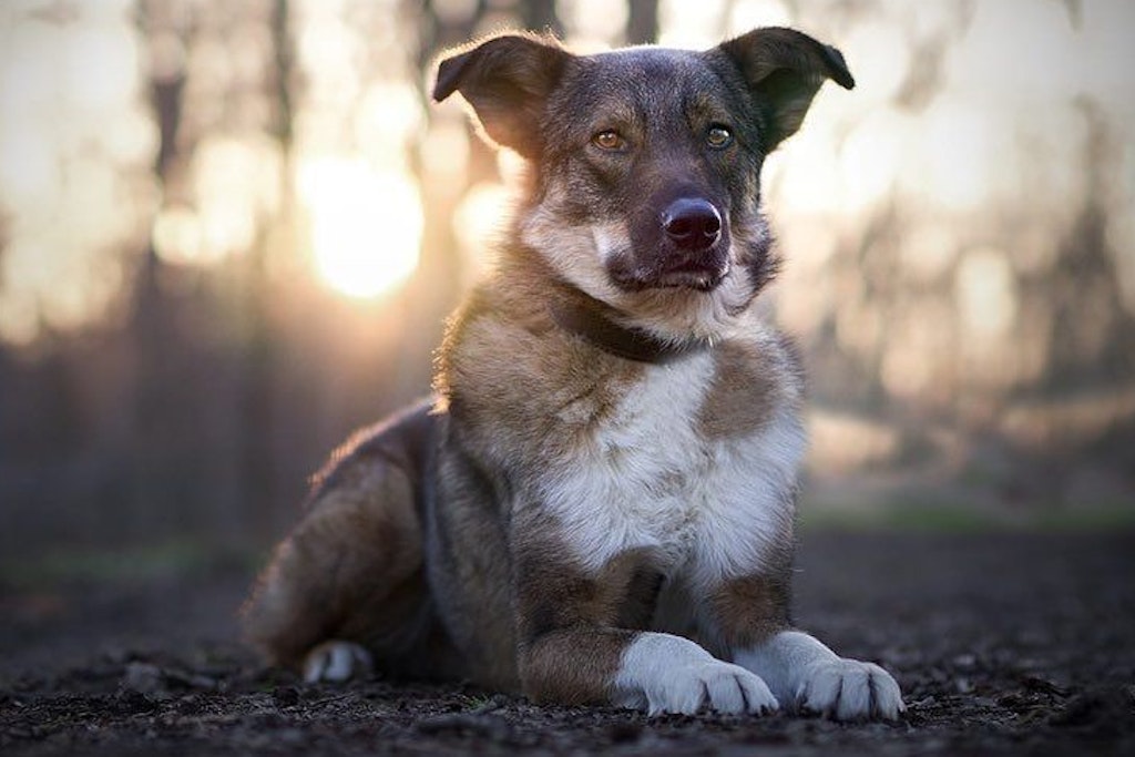 Die Tierpfleger im Tierheim Halle hoffen, dass Hund Oskar bald ein neues Zuhause findet.