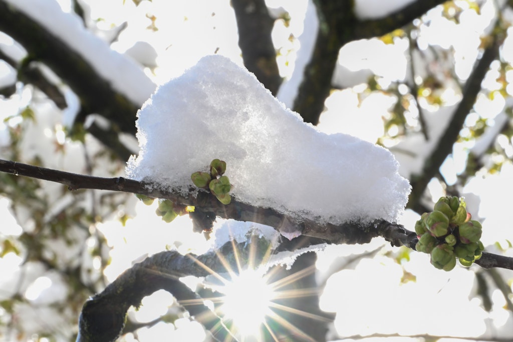Frische Knospen eines Baums sind von Schnee bedeckt.