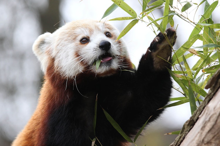 BERLINER KURIER BERLINS EHRLICHE BOULEVARD ZEITUNG visual data 8