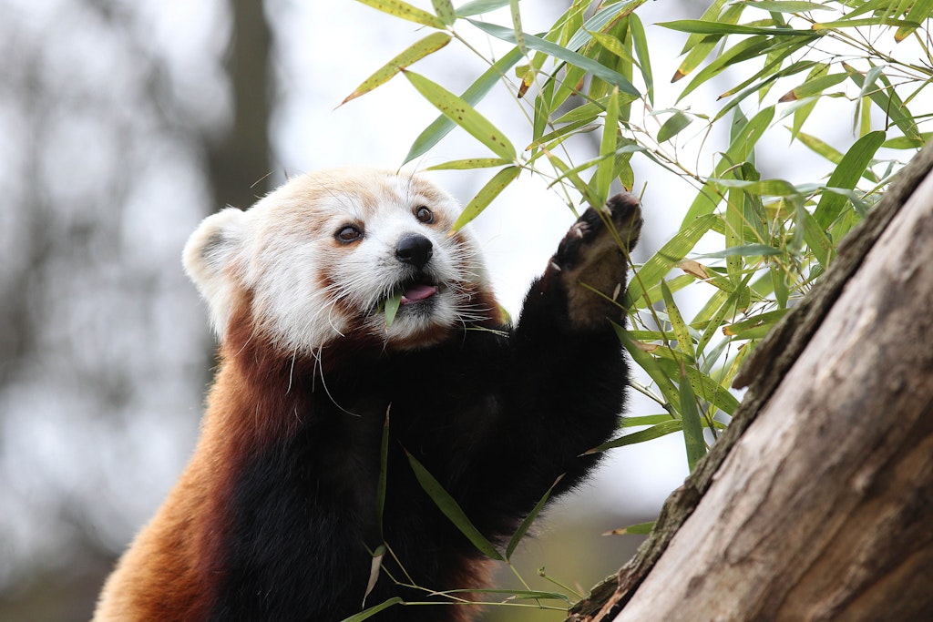 Auch die Roten Pandas sind in der neuen Himalaya-Gebirgslandschaft zuhause.