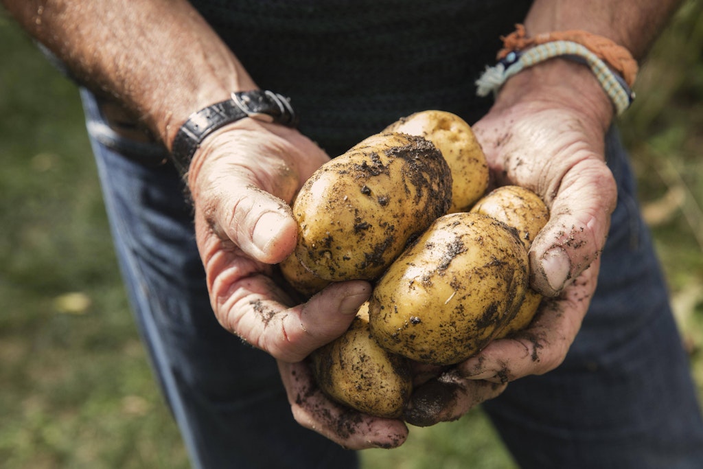 Machen Kartoffeln wirklich dick?