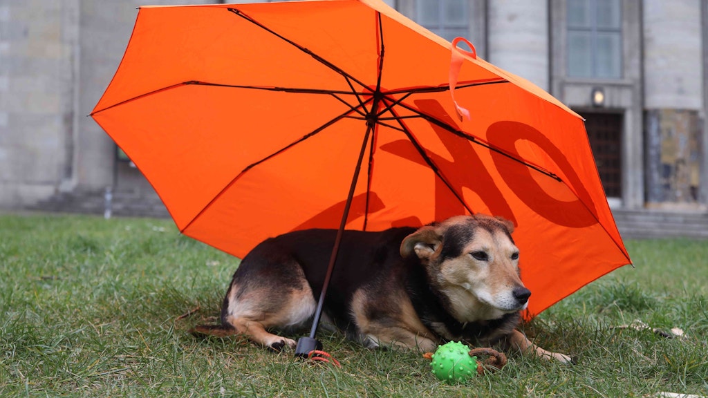 Da kann Bello auch nichts für: Aber in den nächsten Tagen erwartet uns richtiges Hundewetter.