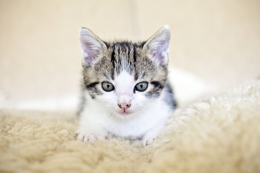 Ein kleines Kätzchen (Symbolfoto). In Polen misshandelte ein Tierquäler jetzt ein Katzenbaby so schwer, dass es beinahe starb.
