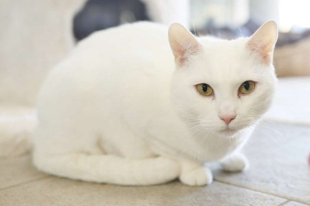Kater Jascha wartet im Tierheim auf ein neues Zuhause.