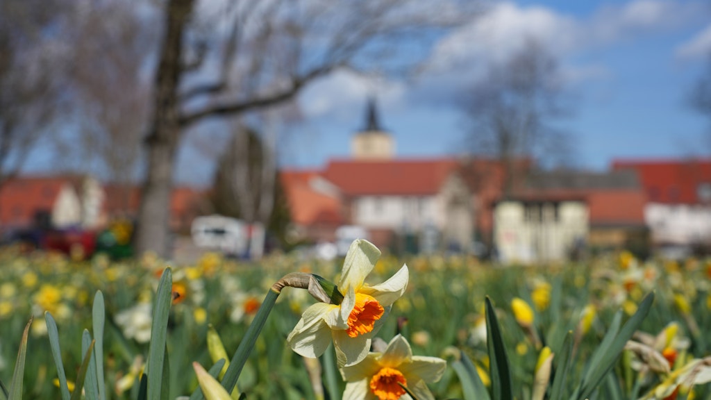 Frühlingsblumen blühen auf dem Gelände der Brandenburgischen Landesgartenschau (Laga) vor der Kulisse der Altstadt.