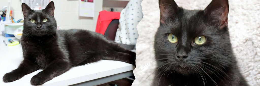Katze Stini kann Türen öffnen, hat aber keine besonders schöne Vorgeschichte. Umso mehr freut sie sich über ein neues Zuhause.