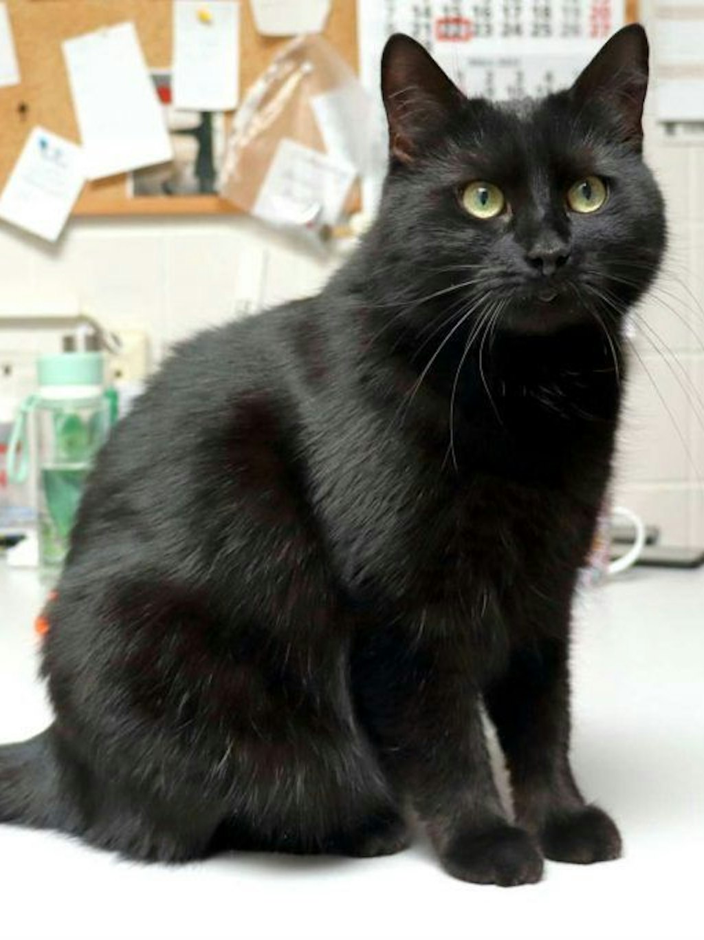 Wer gibt der süßen Katze Tini ein neues Zuhause? Interessenten können sich im Tierheim Berlin melden.
