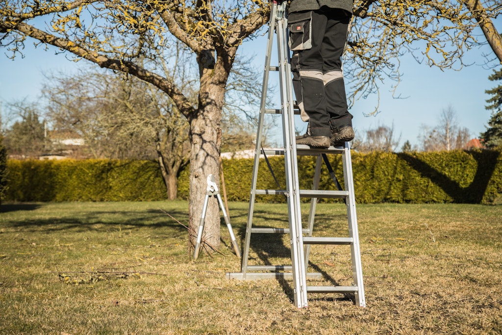 Soll der Baum umziehen, beginnt man am besten zwei bis drei Jahre vorher mit den Vorbereitungen. Die beginnen mit einem Wurzel-und-Kronen-Schnitt.