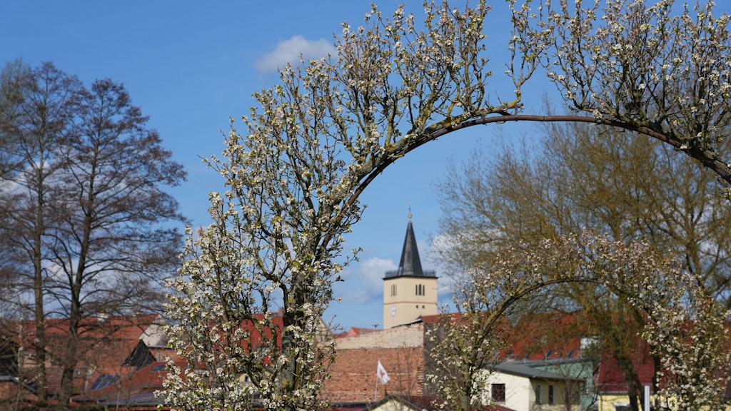 Erste Blüten sind an den umrankten Rundbögen auf dem Gelände der Brandenburgischen Landesgartenschau (Laga) vor der Kulisse der Kirche St. Marien und Nikolai zu sehen.