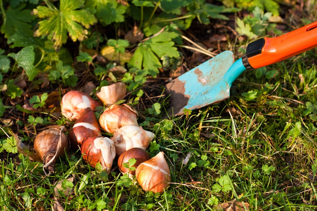 Manche Blumenzwiebel ist giftig.
