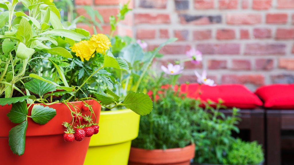 Erdbeeren und Kräuter auf einem Balkon machen auch Vögel froh.