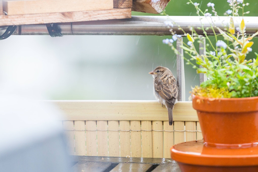 Ein junger Haussperrling, besser bekannt als Spatz, auf einem Balkon.