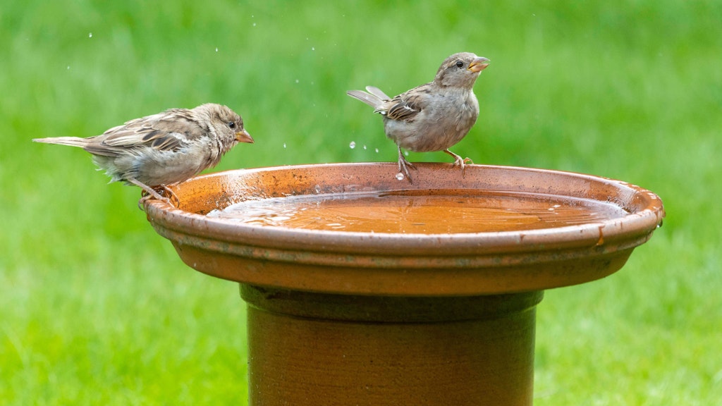 Spatzen auf einer Wasserschale. Auch auf einem Balkon macht sich so etwas gut.