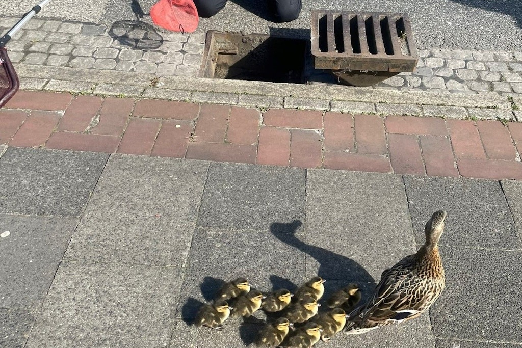 Ein Feuerwehrmann der Feuerwehr Bremerhaven rettet ein Küken aus einem Gully. Mutter und Geschwister warten geduldig auf den Unglücksraben.