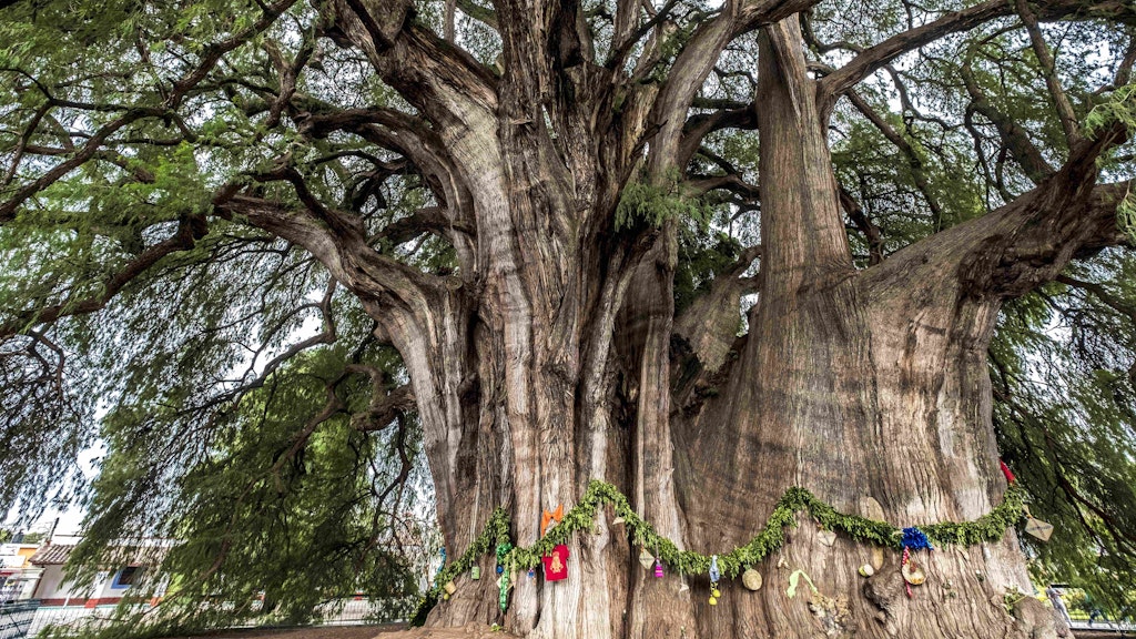Der Tule-Baum in der Stadt Santa Maria del Tule in Oaxaca in Südmexiko, der Baum mit dem breitesten Stamm der Welt, der auf ein Alter von 2000 Jahren geschätzt wird.