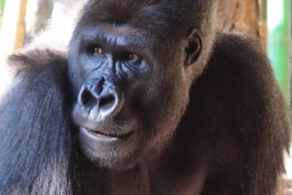 Der Gorilla Amare
