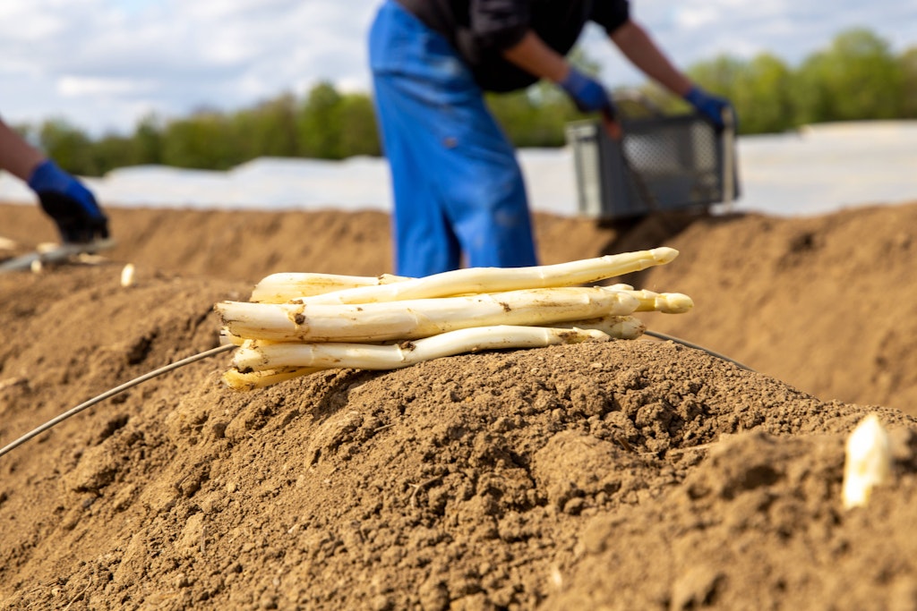 Weißer Spargel eignet sich auch hervorragend für Pasta.