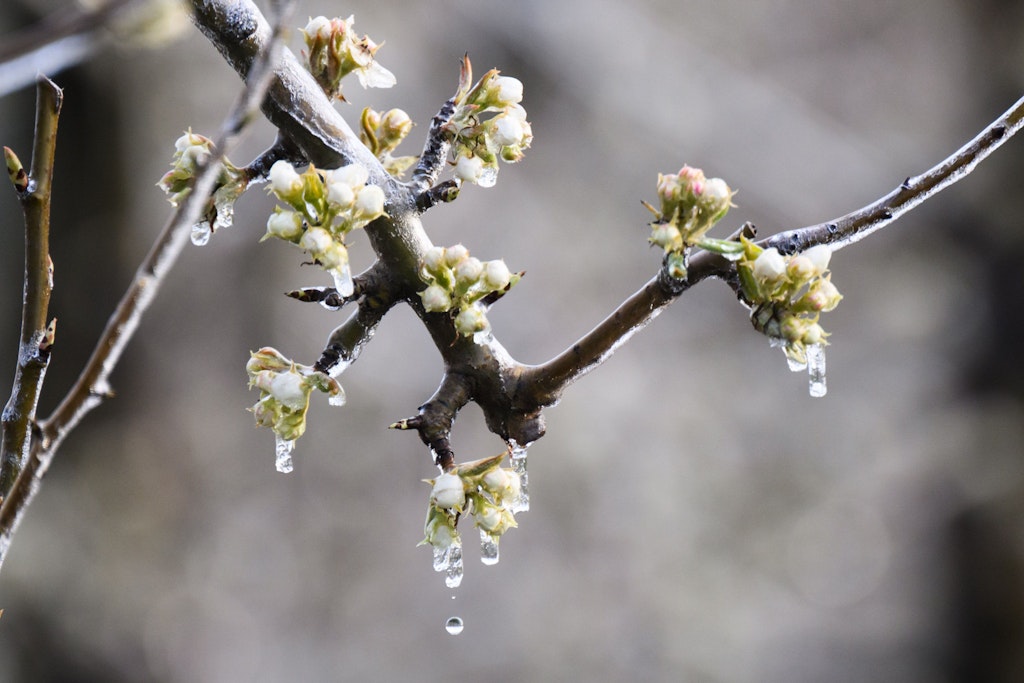 Eine feine Eisschicht überzieht Apfelbäume in der Region: Wetterexperten sagen Nachtfrost voraus!