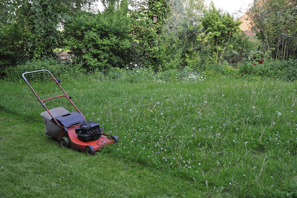 Ein kurzer Rasen bietet Insekten keinen Lebensraum. Zumindest ein Teil der Wiese sollte stehen bleiben.