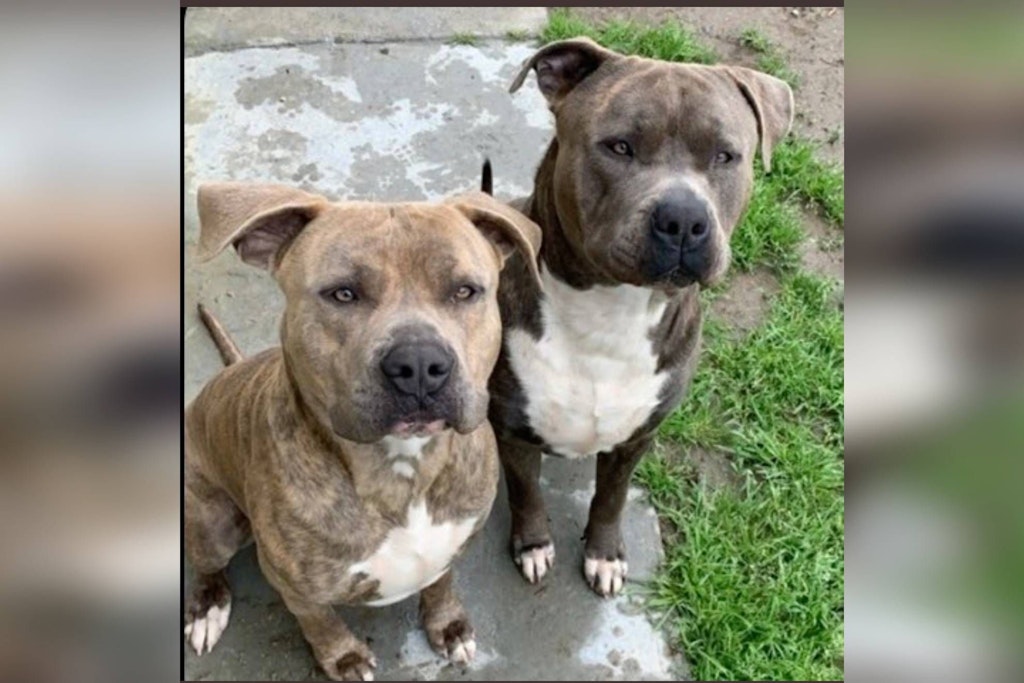Die beiden Pitbulls der Familie Morales